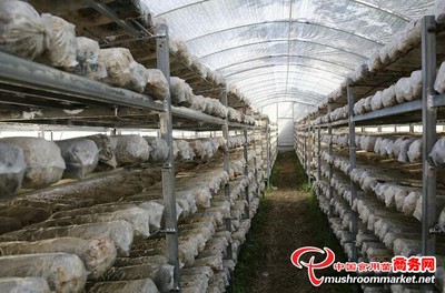 科技赋能菌业兴——陇南康元生物加快建设生产线推动食用菌产业高质量发展